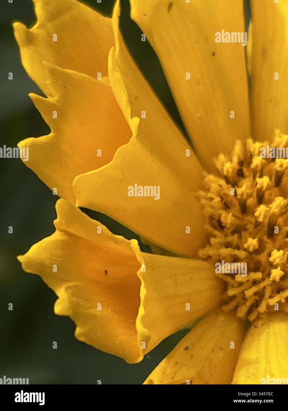 Da vicino questo bellissimo fiore tubolare giallo Foto Stock