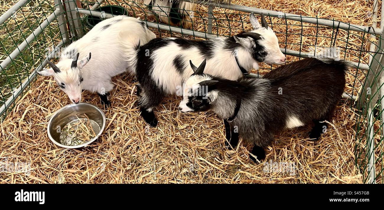 Le capre pigmee in tre contee mostrano 2023 - Immagine stock catturata con smartphone