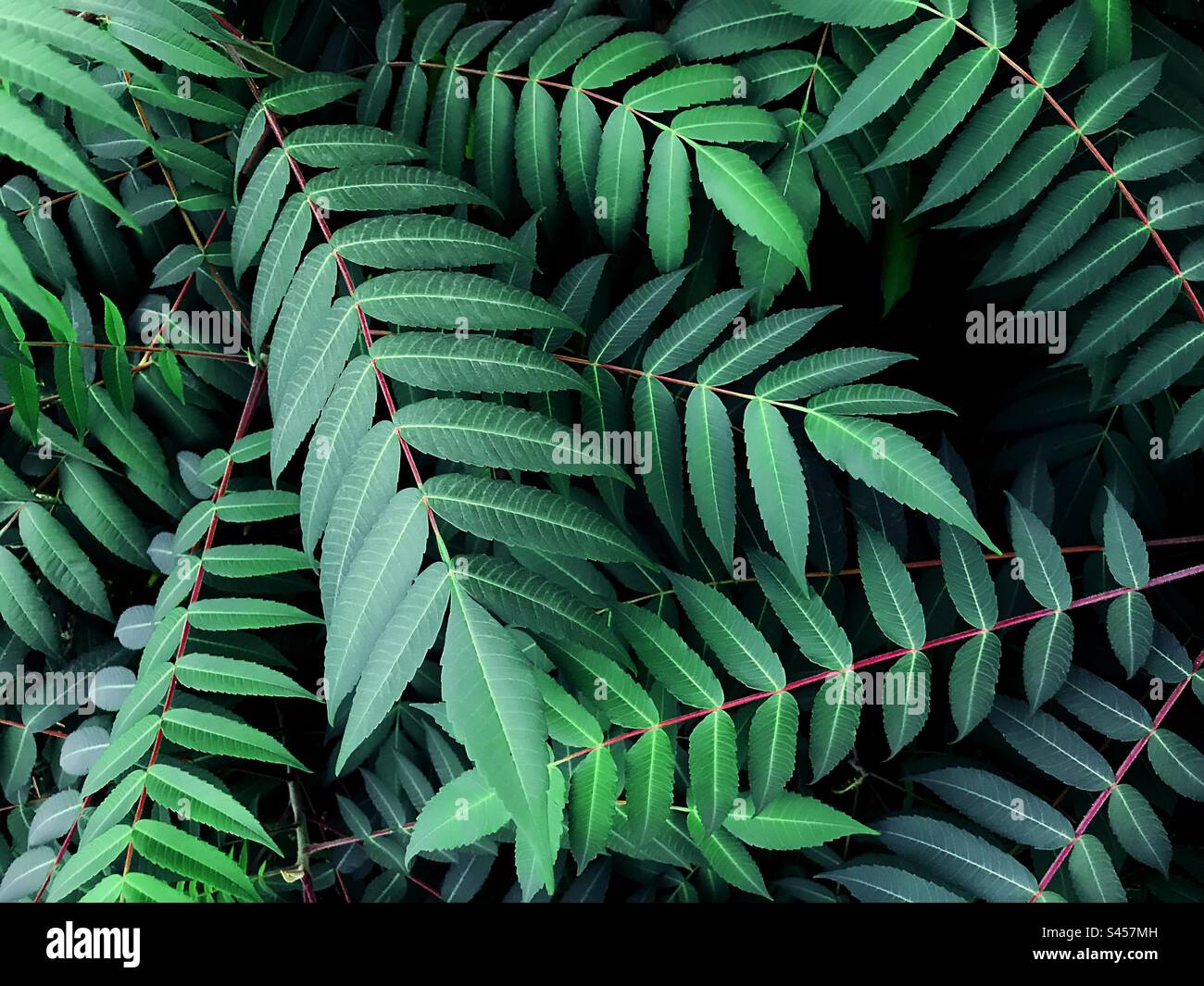 Verde foglie tropicali Foto Stock