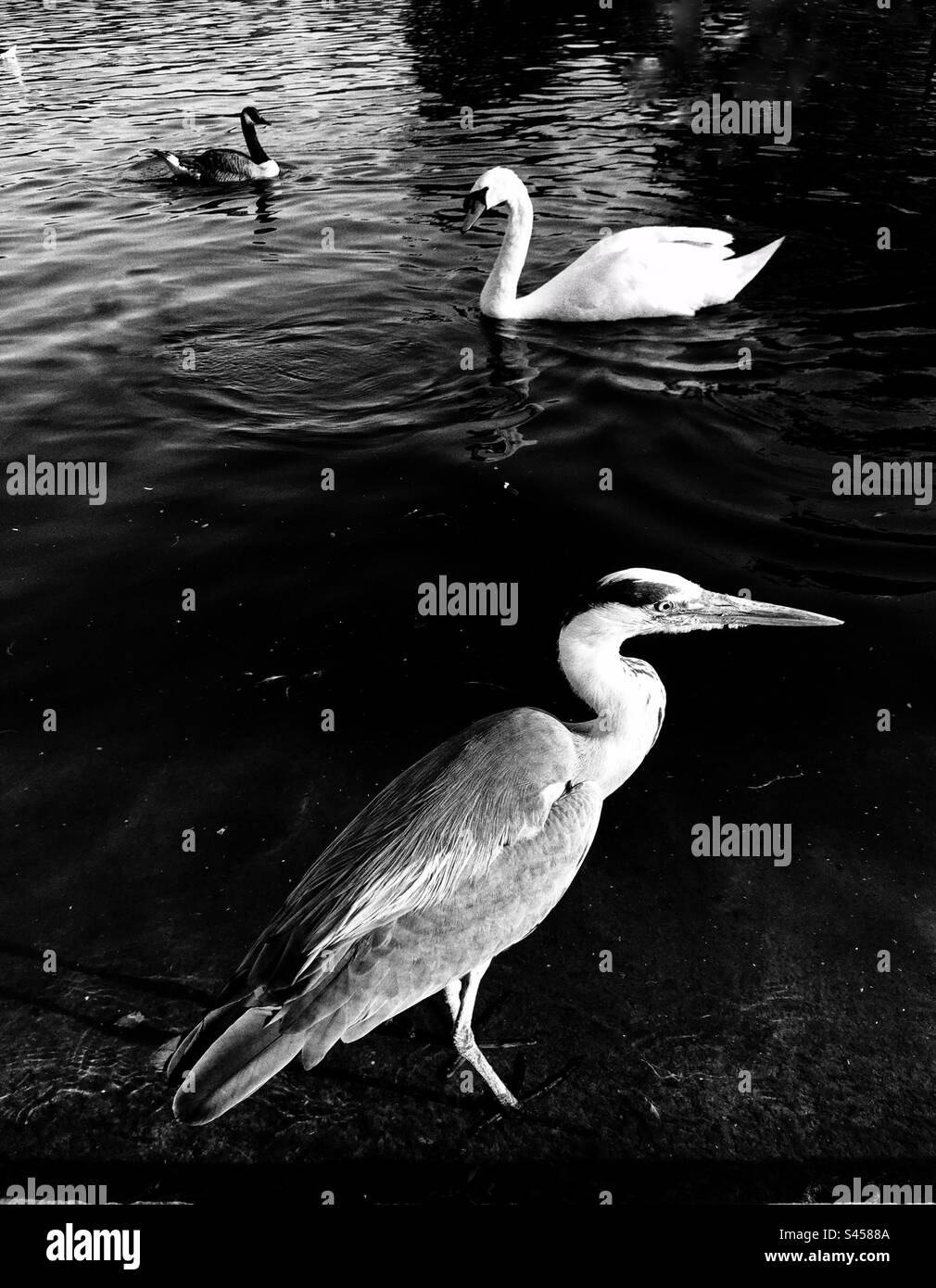 Airone grigio, cigno e oca canadese Foto Stock