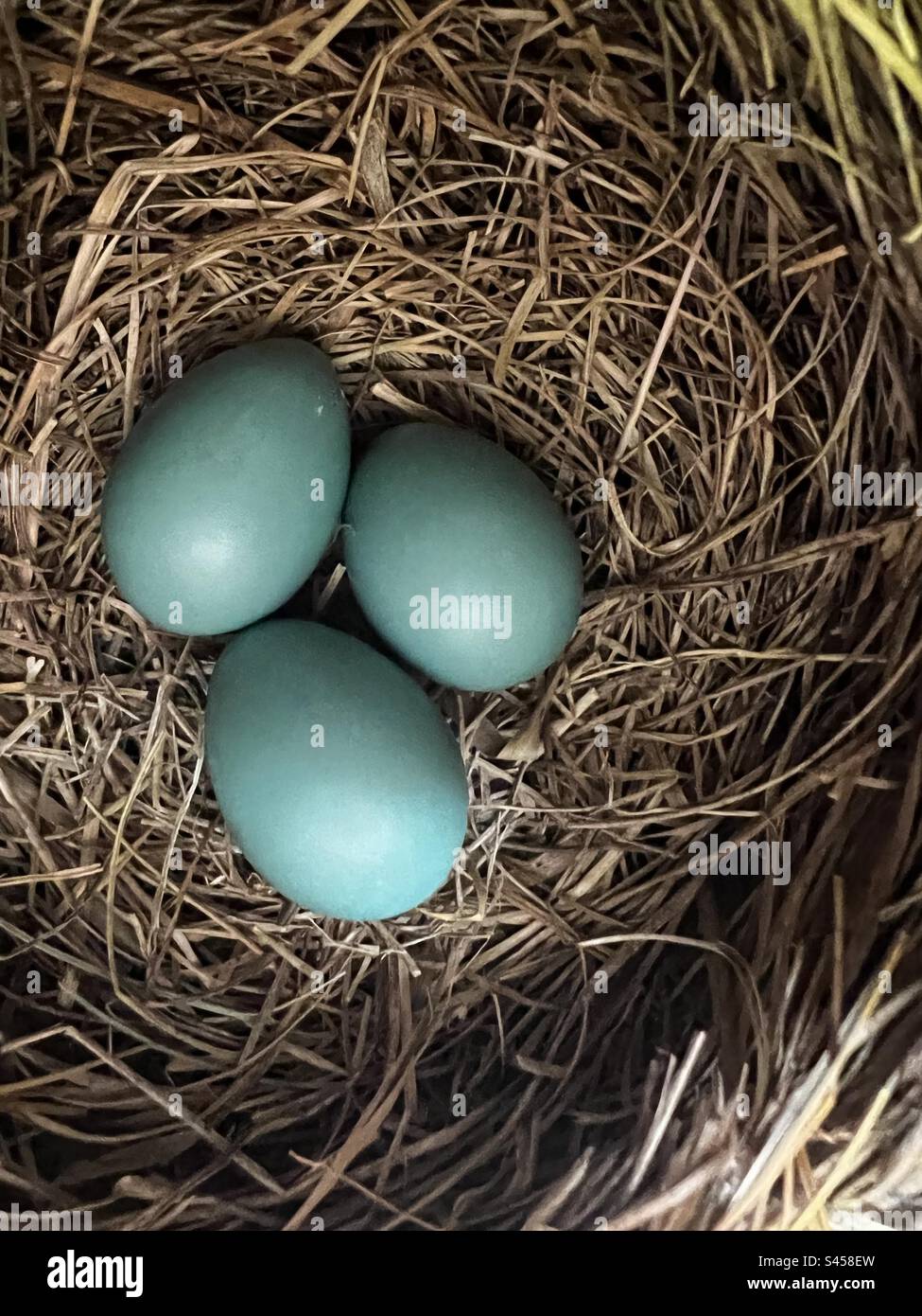 Uova di Robin blu in un nido Foto Stock