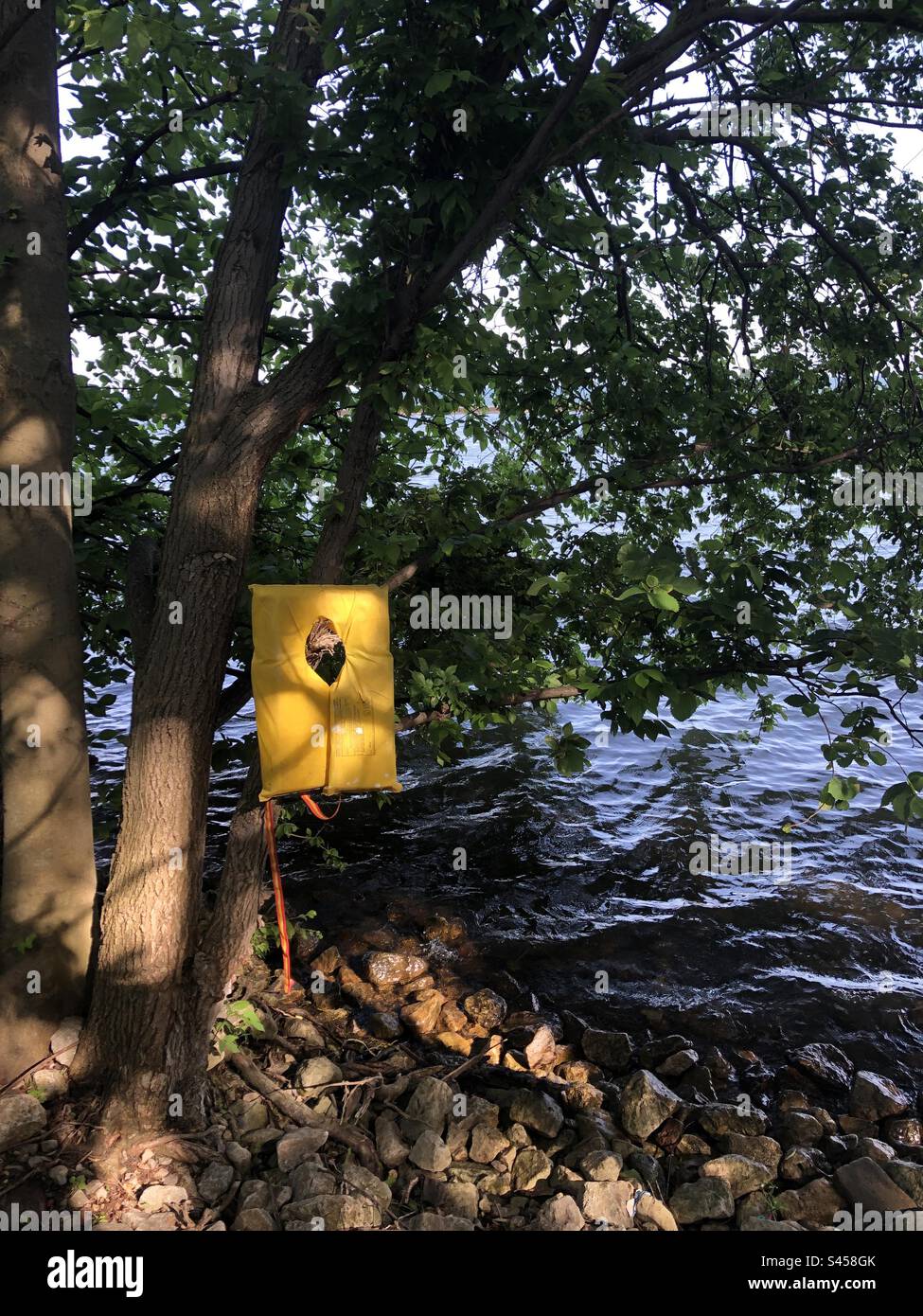 Un giubbotto di sicurezza giallo appeso a un albero. Foto Stock