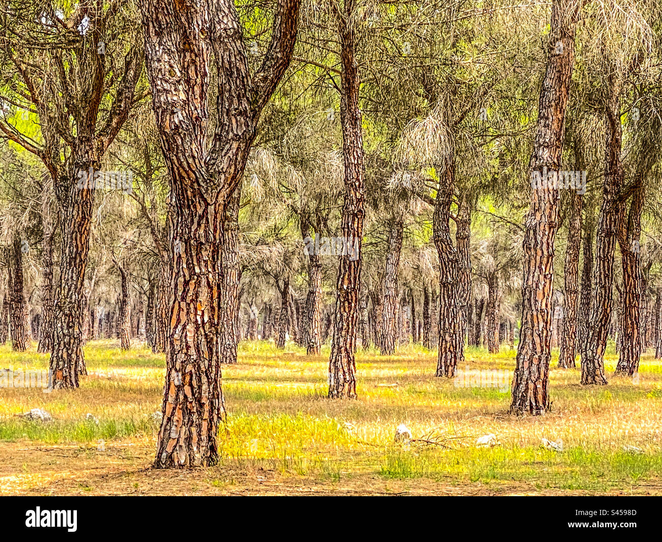 Foresta di pini nel nord della Spagna all'inizio dell'estate Foto Stock
