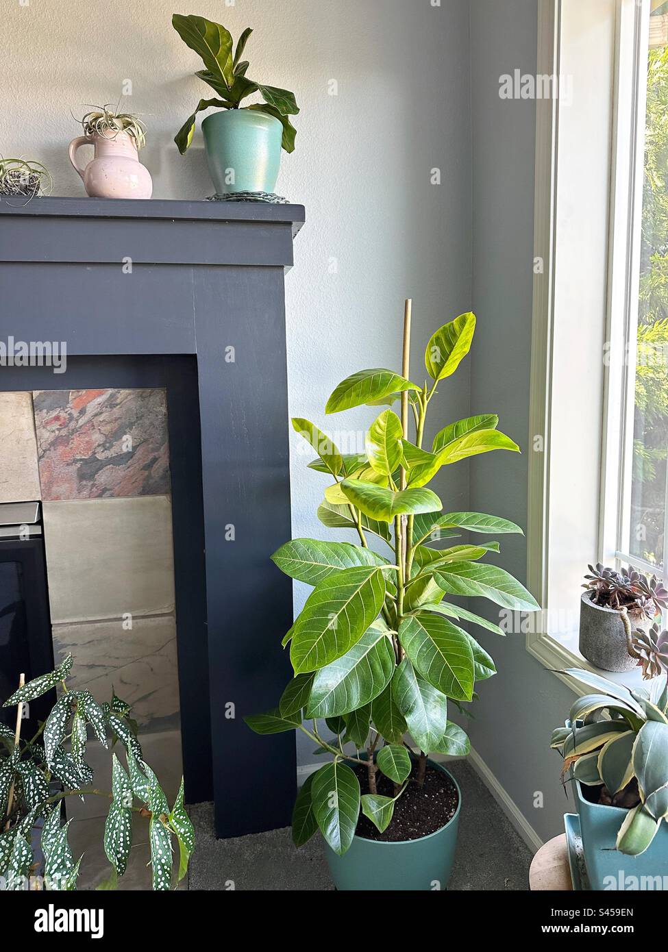 Una pianta di Ficus altissima tra le altre piante domestiche di una casa. Foto Stock