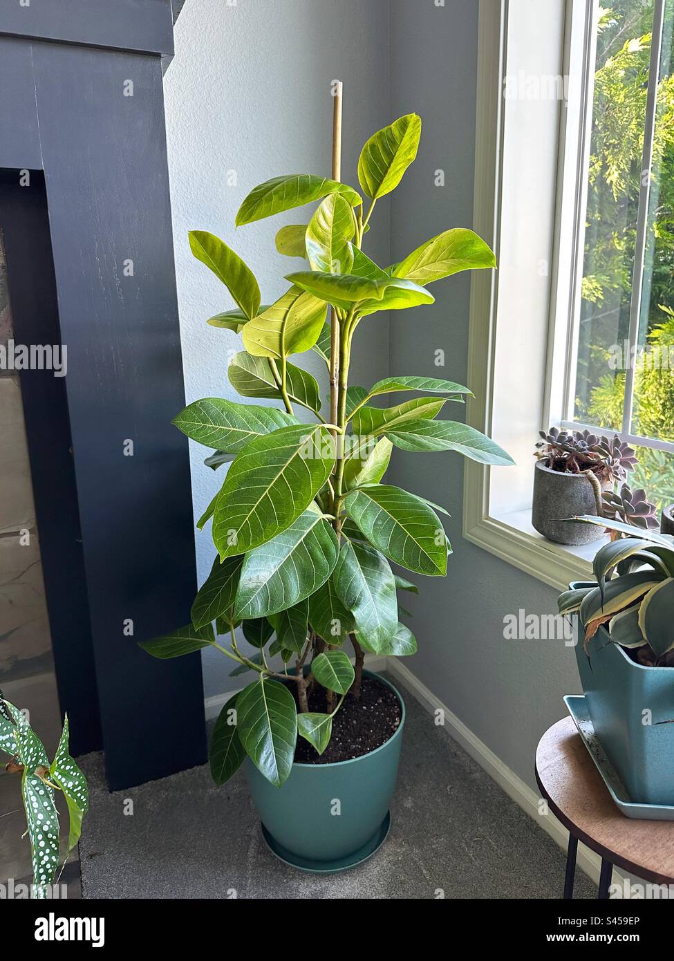 Un impianto di Ficus altissima accanto ad altre piante in una casa vicino a una finestra. Foto Stock