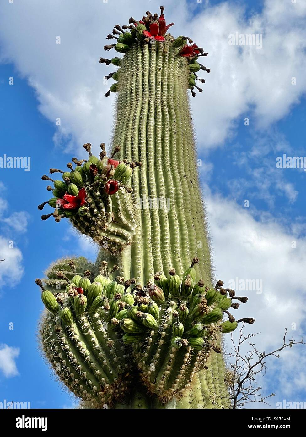 Guardando in alto un maestoso gigantesco cactus saguaro che porta frutti maturi e maturi. Foto Stock