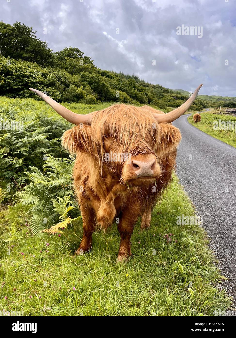 Mucca delle Highland scozzesi sul lato della strada Foto Stock