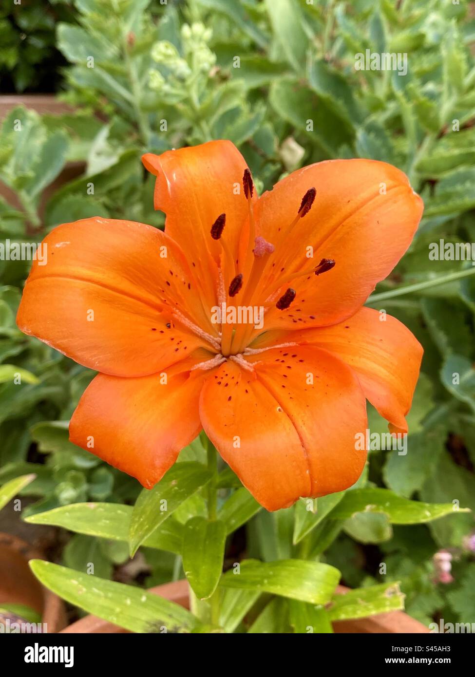 Bellissimo fiore di giglio arancione in un giardino di campagna inglese in estate Foto Stock