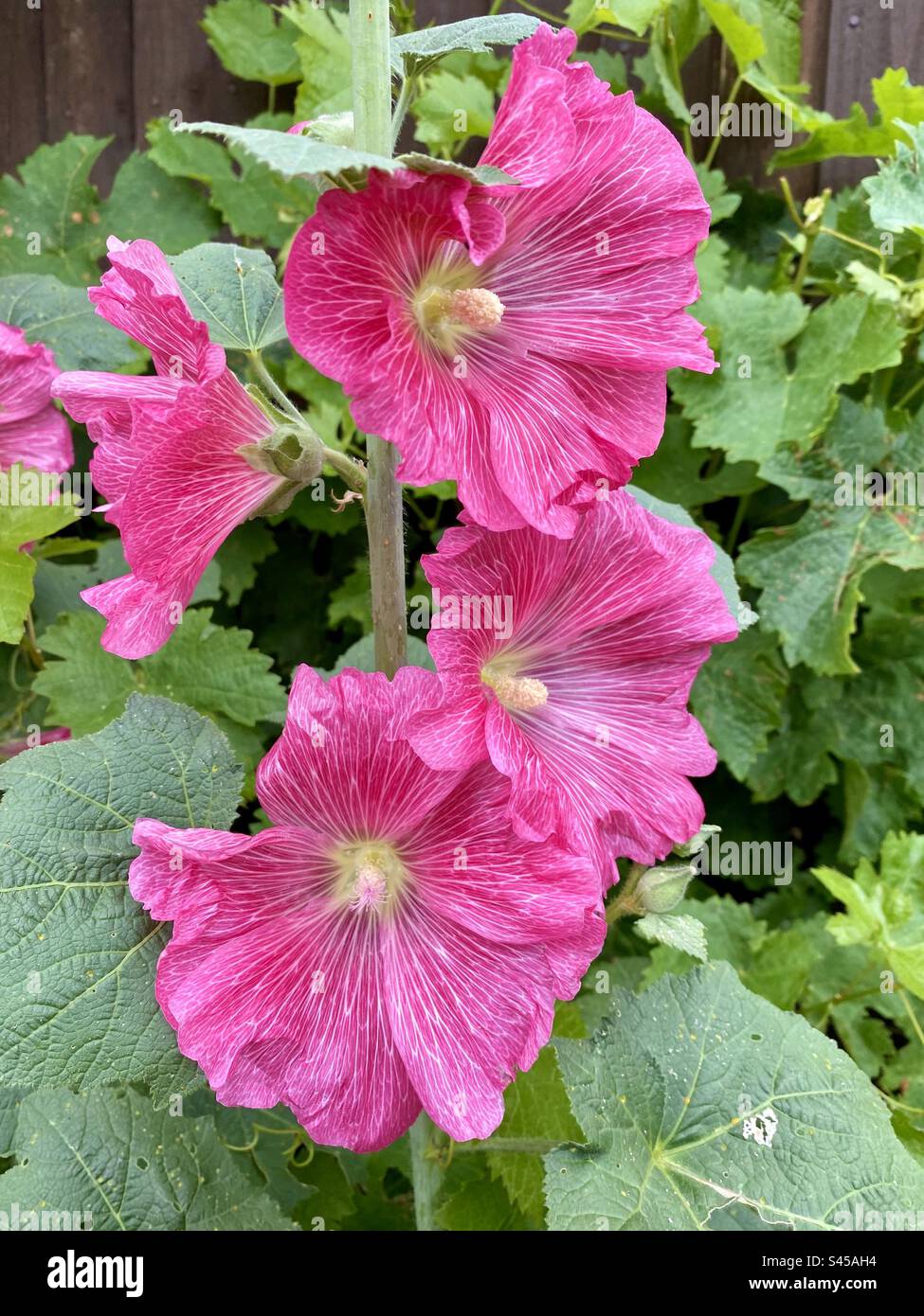 Bellissimi fiori rosa di hollyhock in un giardino di campagna inglese in estate Foto Stock