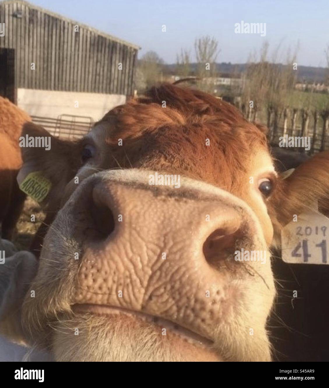 Cheeky Cow Foto Stock