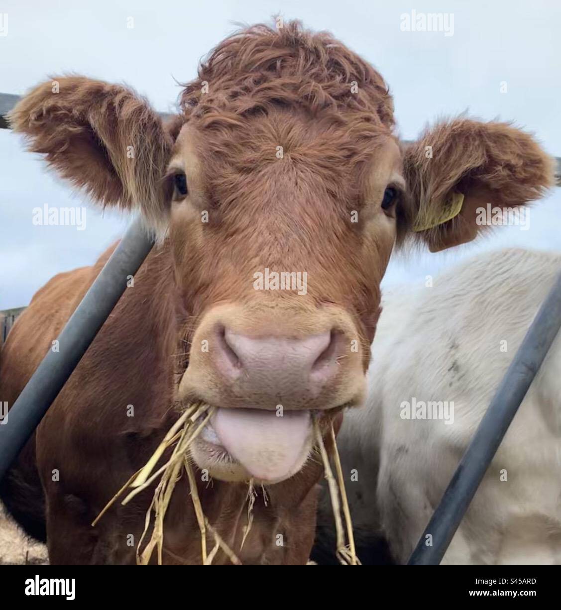 Smiley Cow Foto Stock