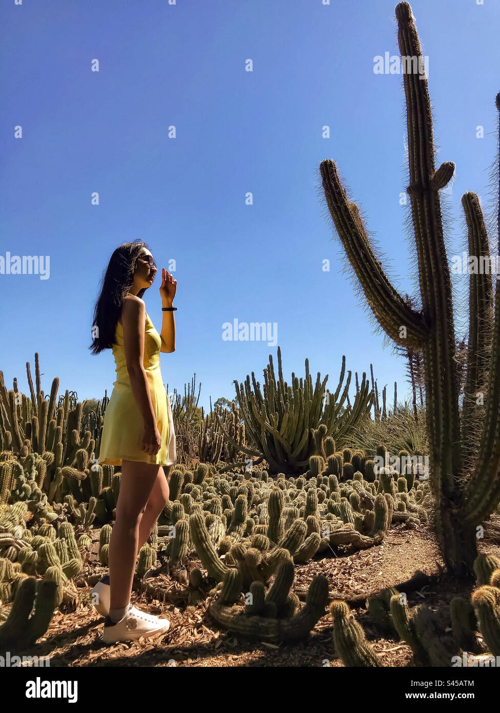 Giovane donna dai capelli lunghi con occhiali da sole e abito giallo in piedi tra più grumi di cactus e guardando in alto l'alta pianta di cactus contro il cielo azzurro. Moda. Deserto, ambiente. - Immagine stock catturata con smartphone