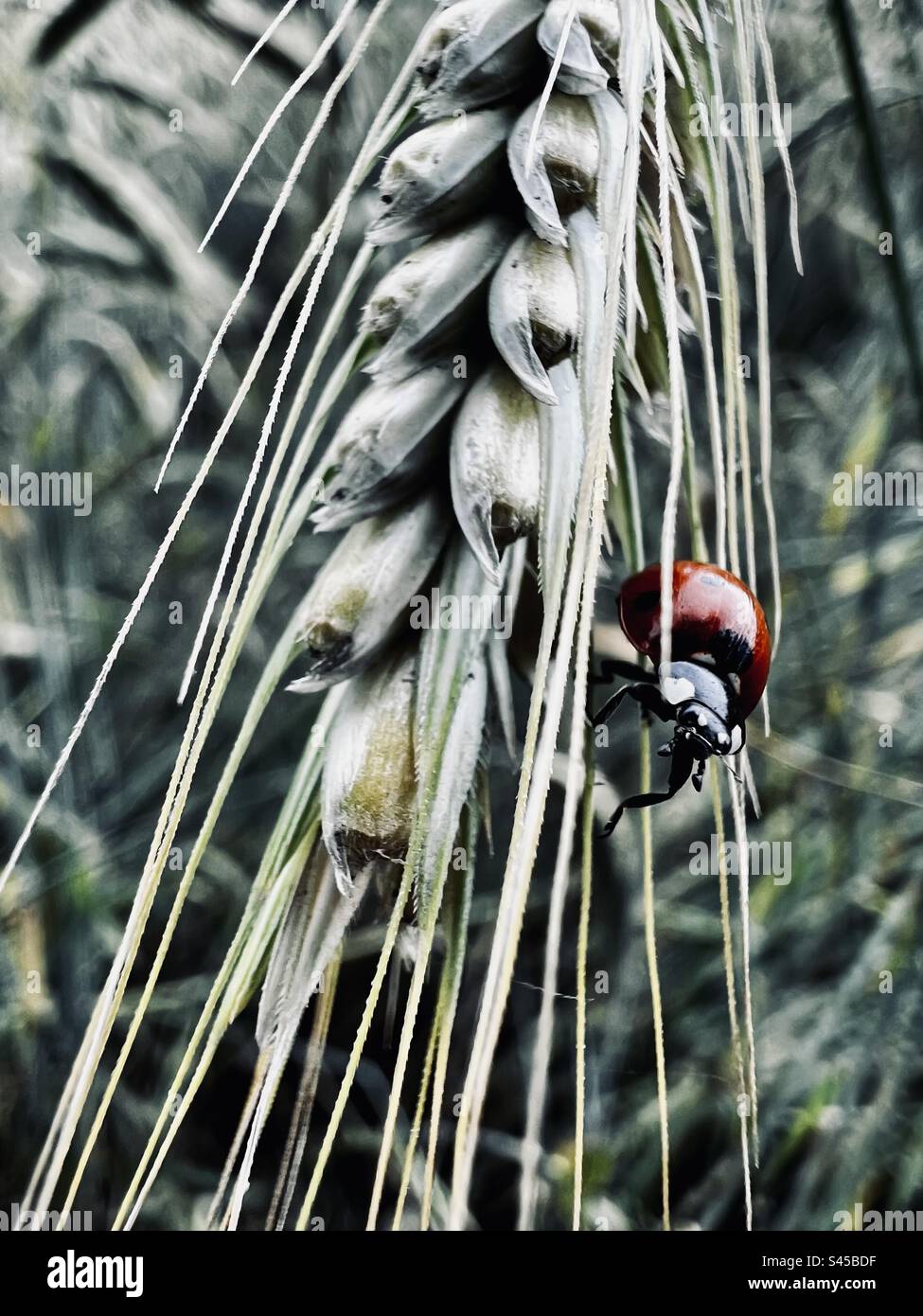 Come Diagnosticare E Riparare I Problemi Del Motorino Del Condizionatore Dell Auto - Foto 5