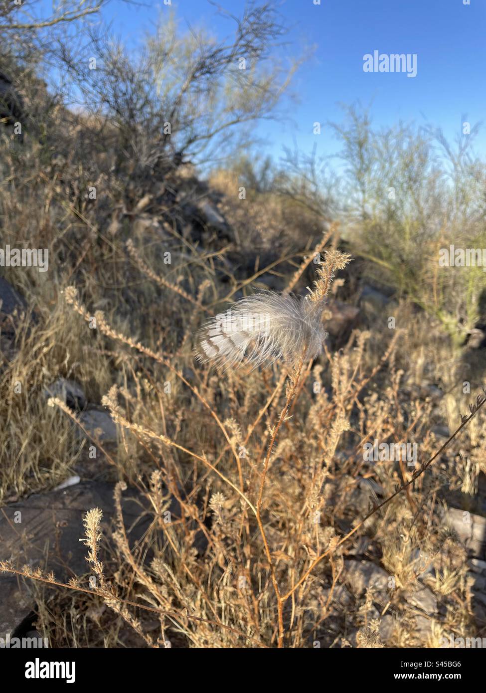 Piccoli tesori lungo il sentiero, piume banded, catturati da erbe desertiche secche, cielo blu brillante, Arizona Foto Stock