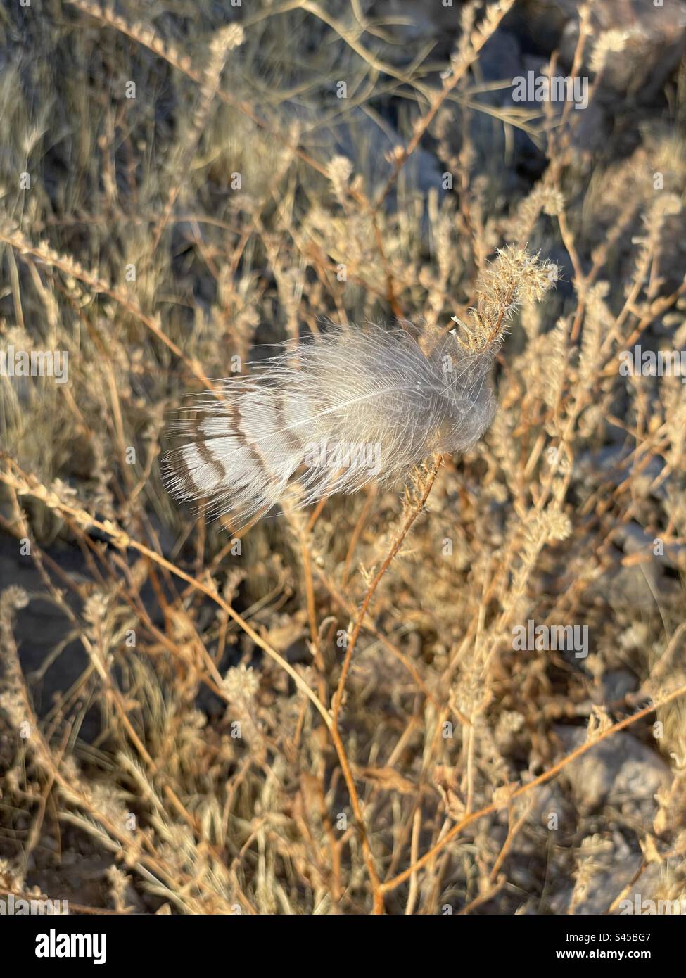 Piccoli tesori lungo il percorso, piume banded, catturati da erbe desertiche secche, Arizona Foto Stock
