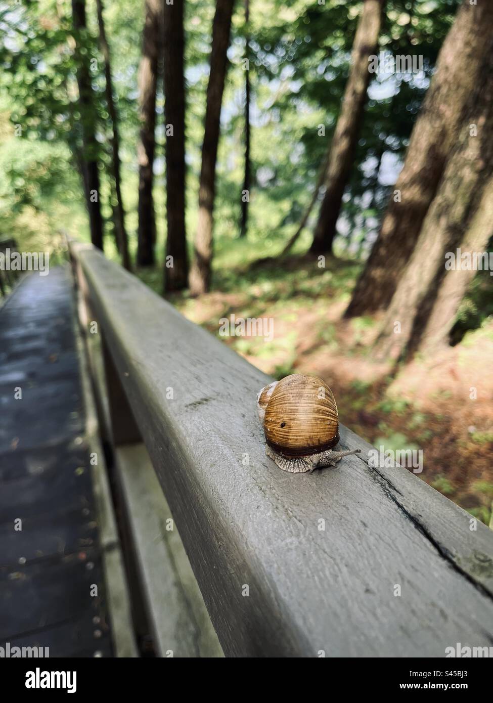 Lumaca in foresta Foto Stock