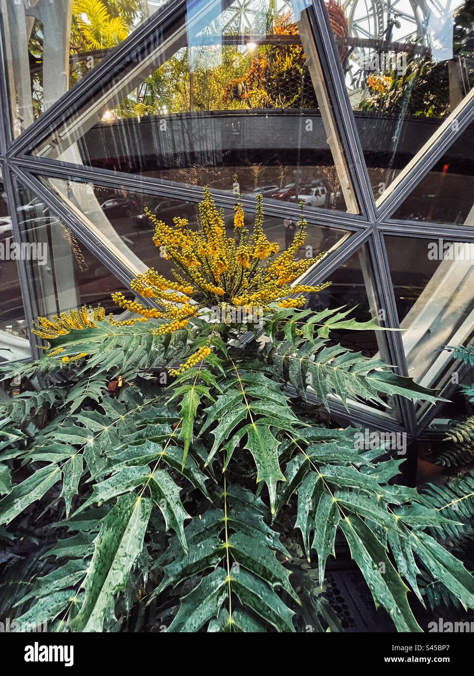 Stabilimento in fiore nelle sfere Amazon a Seattle Foto Stock