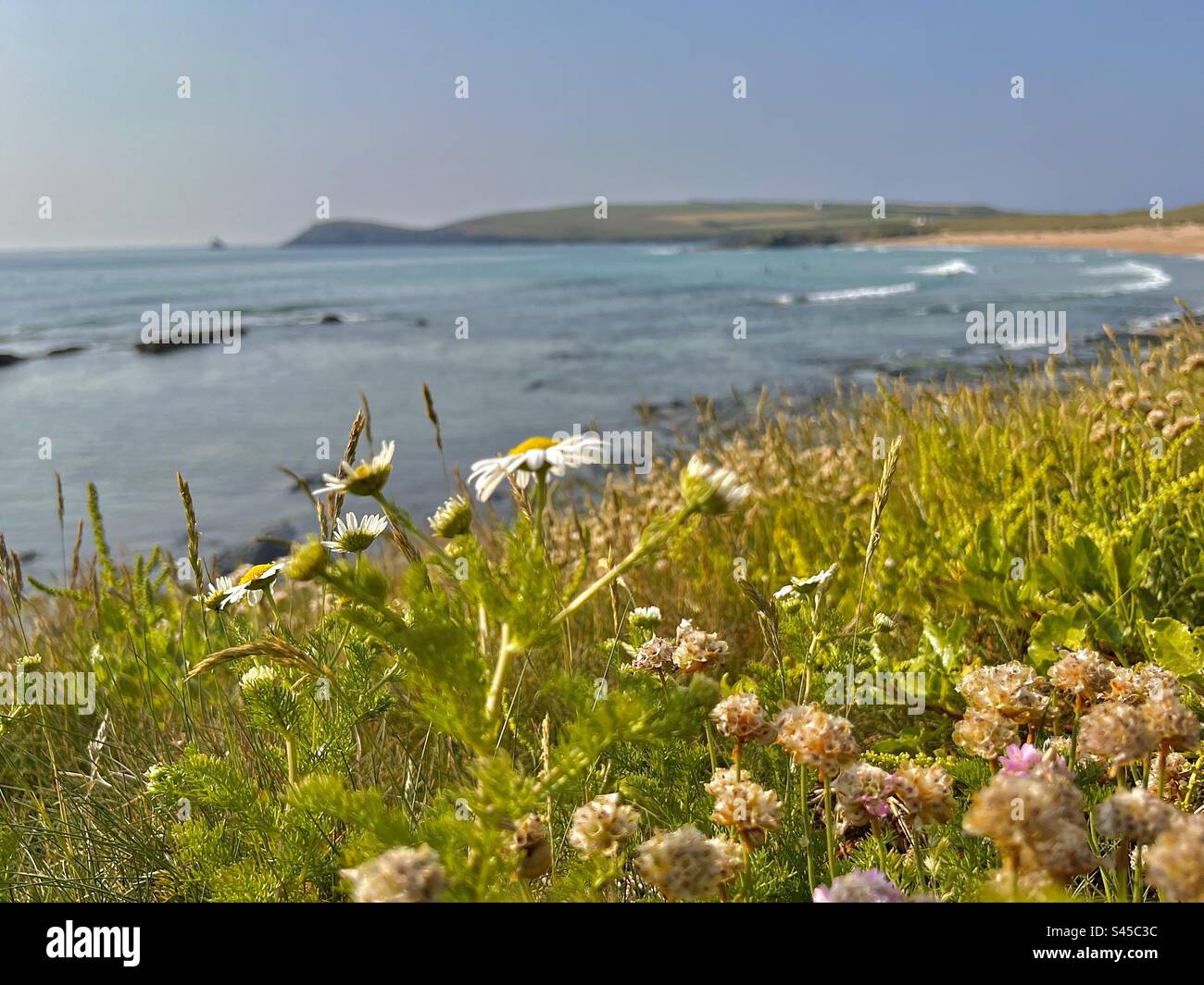 Margherite selvatiche presso Constantine Bay, Cornovaglia, Inghilterra in una calda giornata estiva Foto Stock