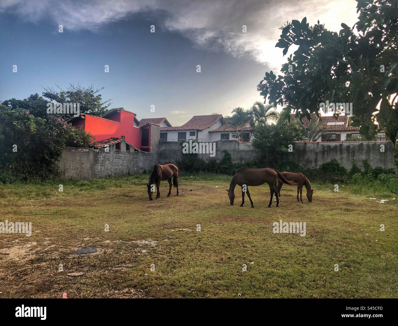 Cavalli che pascolano su un terreno erboso. Foto Stock