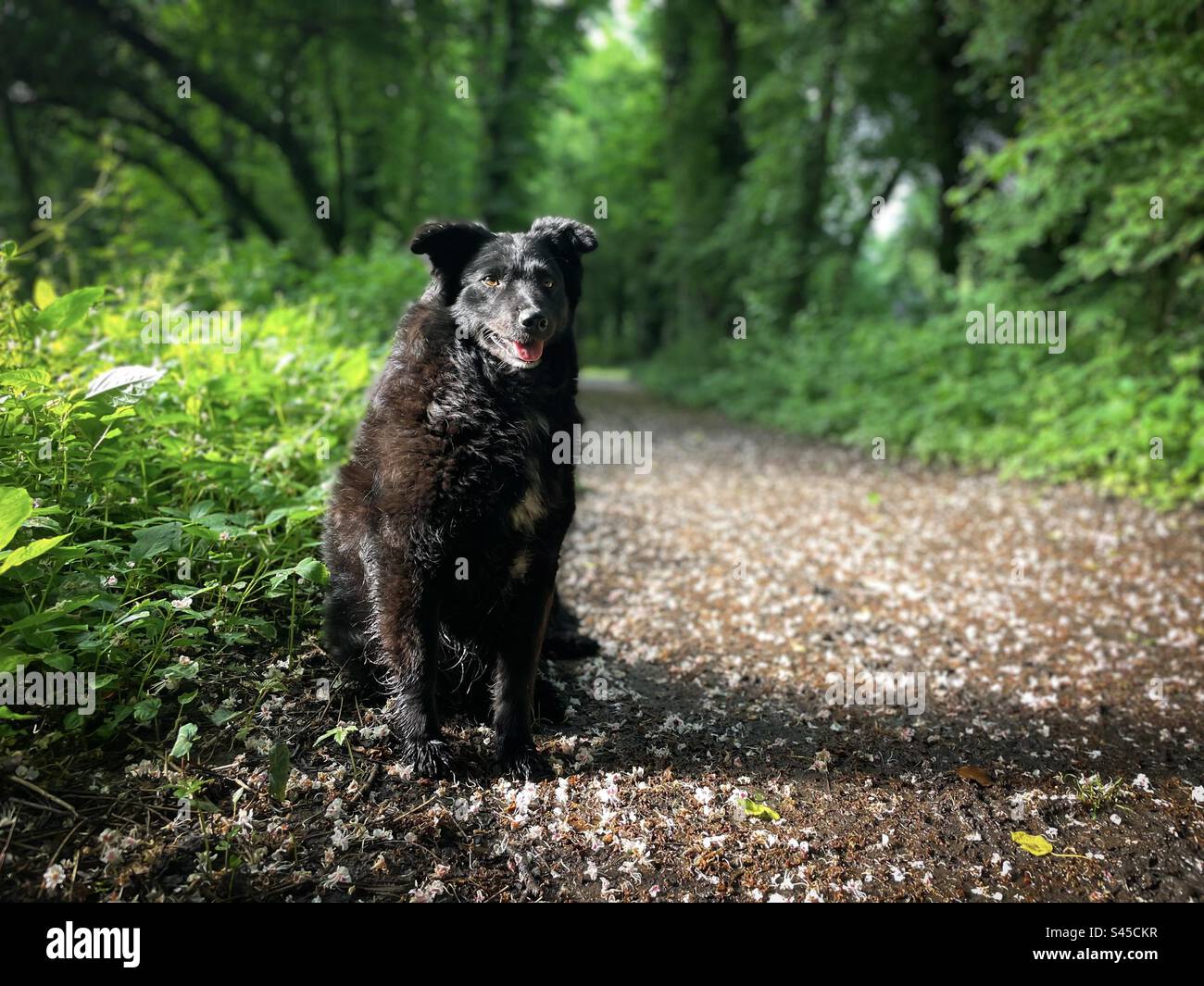 Ritratto di cane felice nella foresta e petali bianchi caduti a terra Foto Stock
