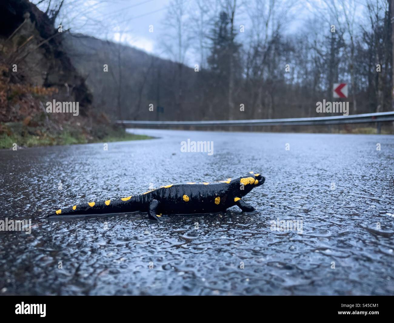 Salamander attraversa una strada vuota in un giorno di pioggia Foto Stock