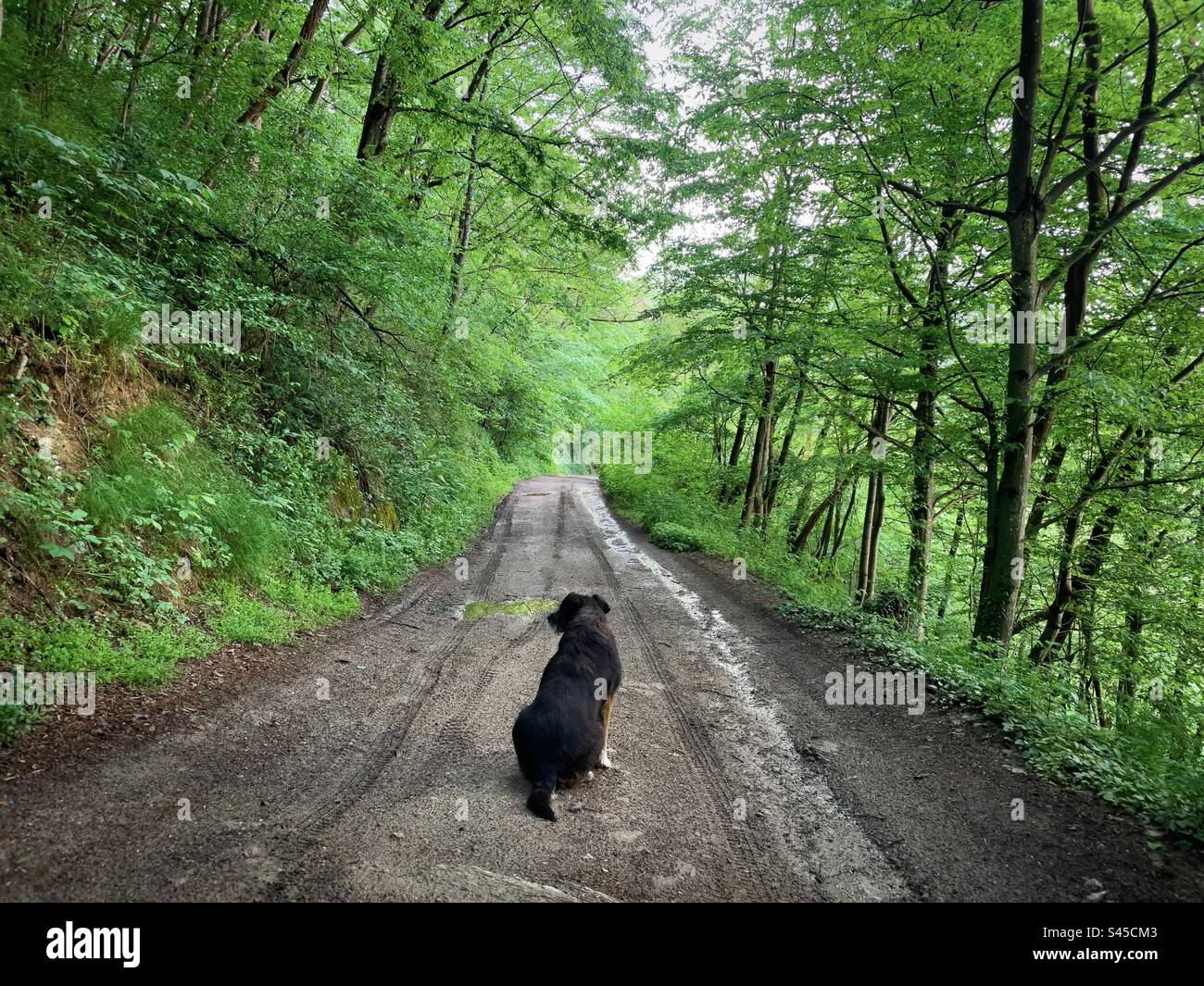 Cane marrone su una strada fangosa circondato da una foresta verde che cresce in primavera Foto Stock