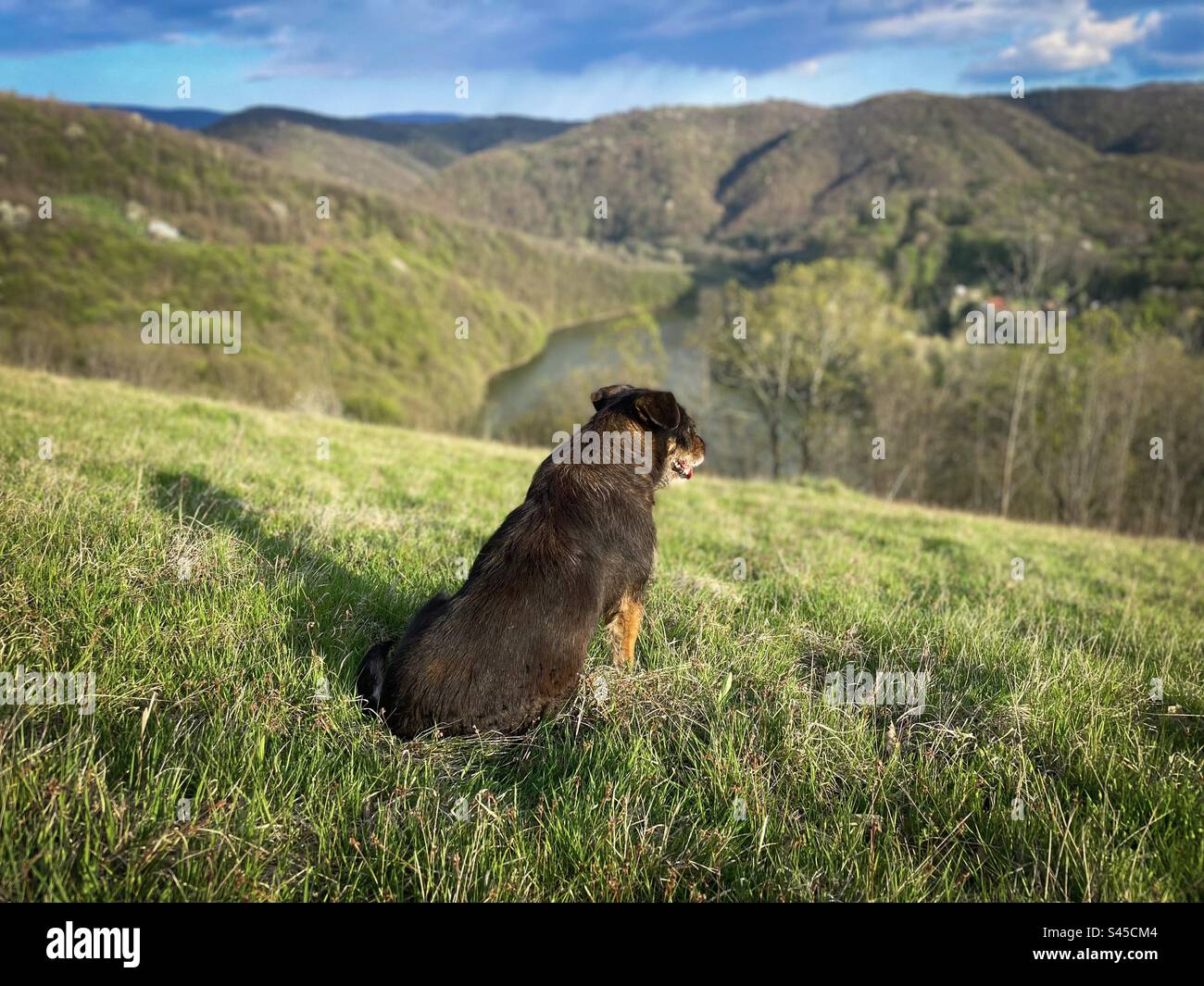 Attenzione selettiva del cane bruno sull'erba circondata dalle montagne in una giornata di sole primaverili con nuvole nel cielo Foto Stock