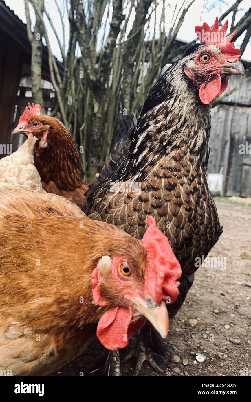 Pollo che guarda la macchina fotografica in fattoria all'aperto - Immagine stock catturata con smartphone