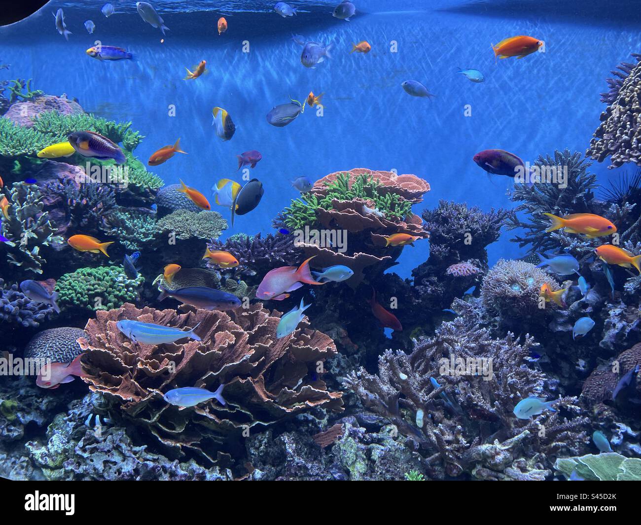 Acquario di acqua salata con pesci tropicali colorati Foto Stock