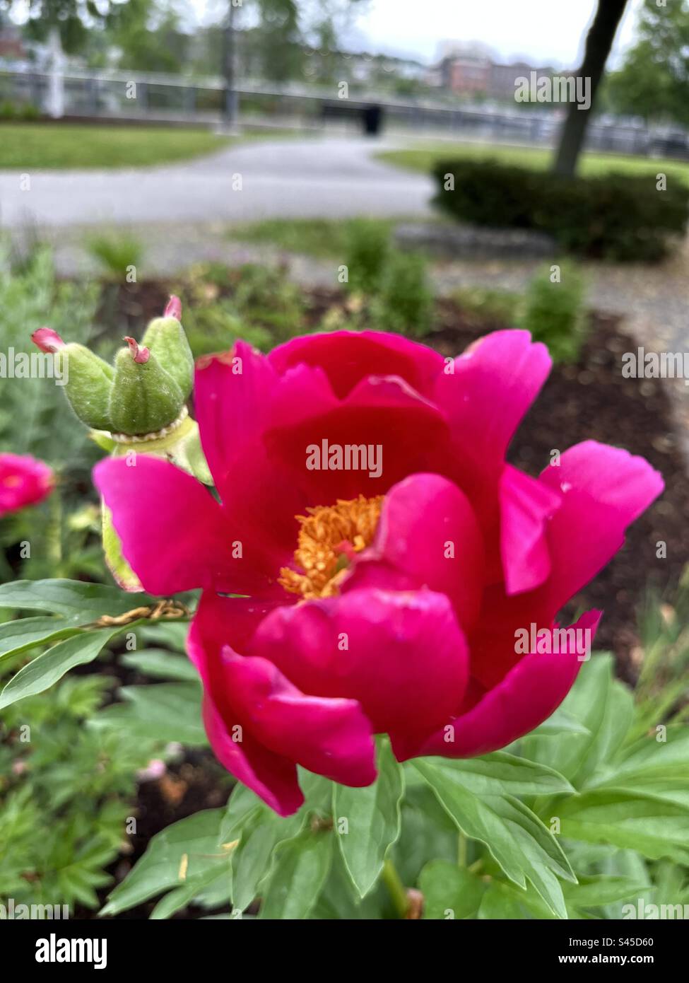 La Paeonia lactiflora (peonia cinese, peonia erbacea cinese o peonia comune da giardino) è una specie di pianta erbacea perenne in fiore Foto Stock