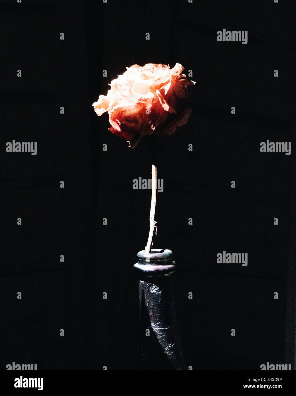 Rosa secca in bottiglia di vino Foto Stock