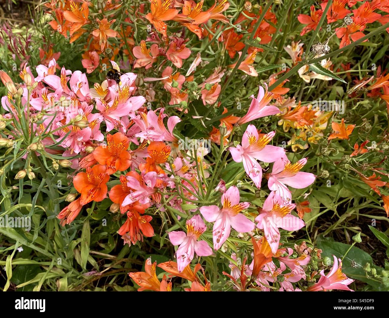 Splendidi e colorati fiori ai Kew Gardens di Londra Foto Stock