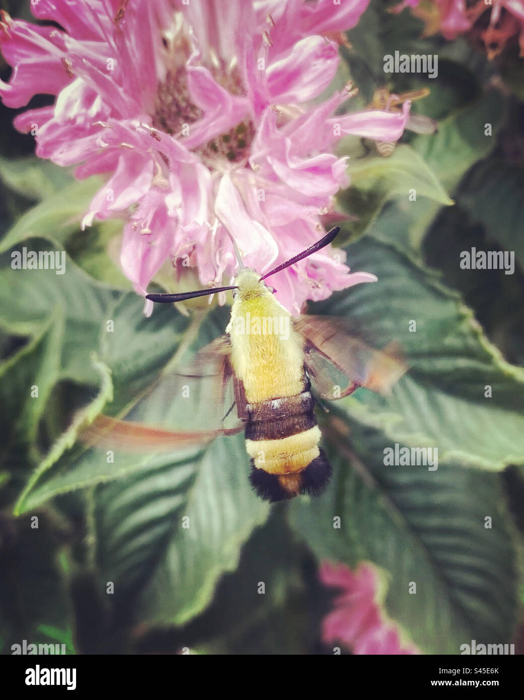 Una falena di colibrì gialla e nera su balsamo d'api. Foto Stock