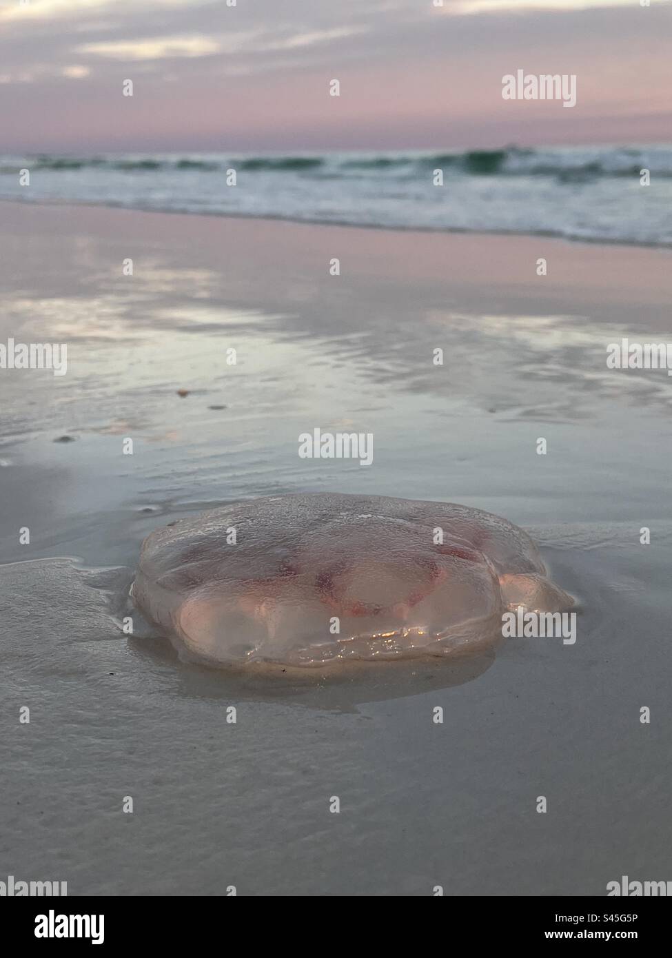 Grandi meduse sulla sabbia della spiaggia con sfondo rosa al tramonto Foto Stock