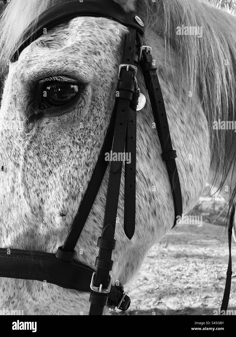 Cavallo bianco, occhio da vicino, immagine in bianco e nero Foto Stock