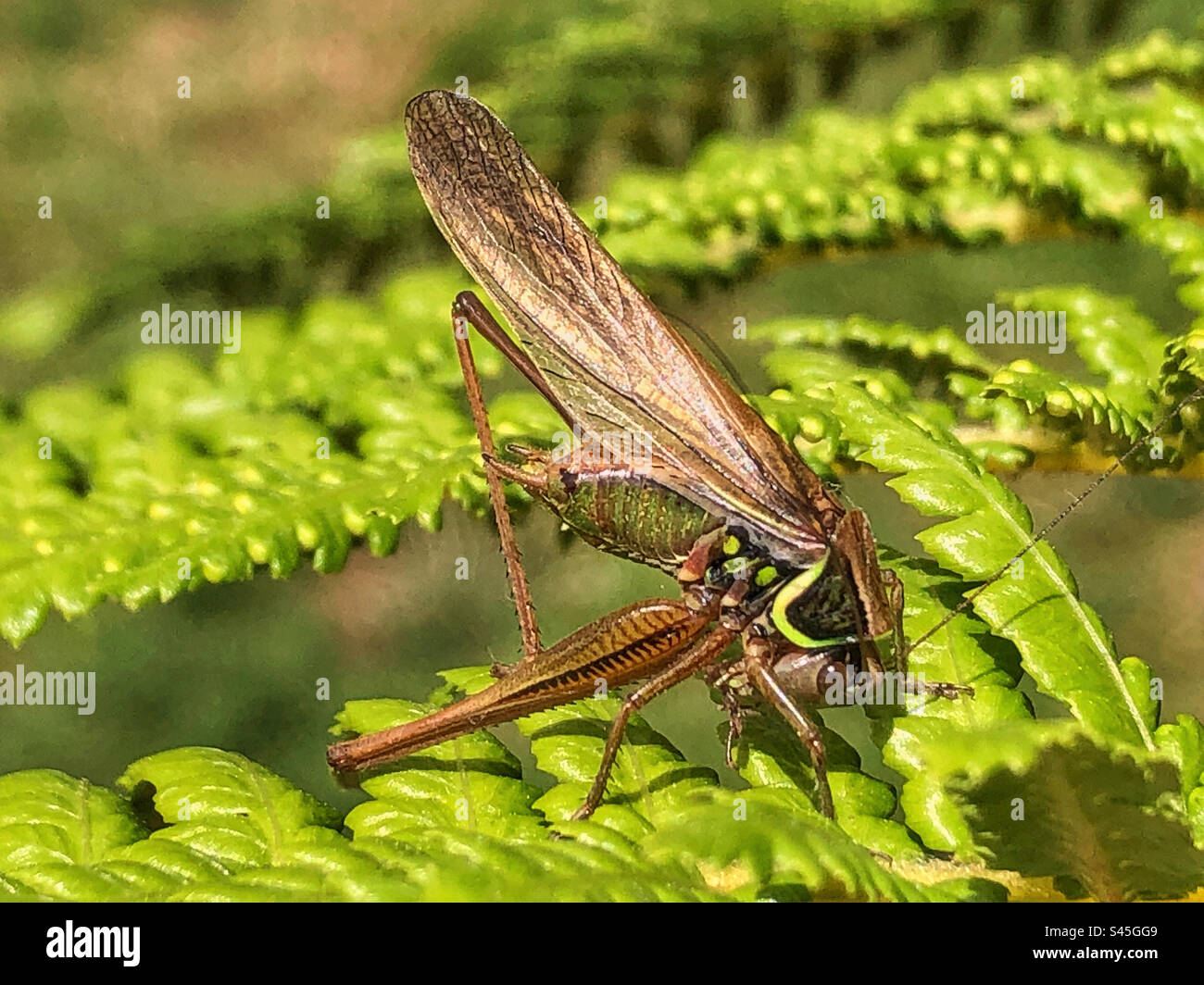 Il Roesel's Bush-cricket (Metrioptera roeselii) si pulisce da solo, trovato nell'Hampshire, Regno Unito Foto Stock