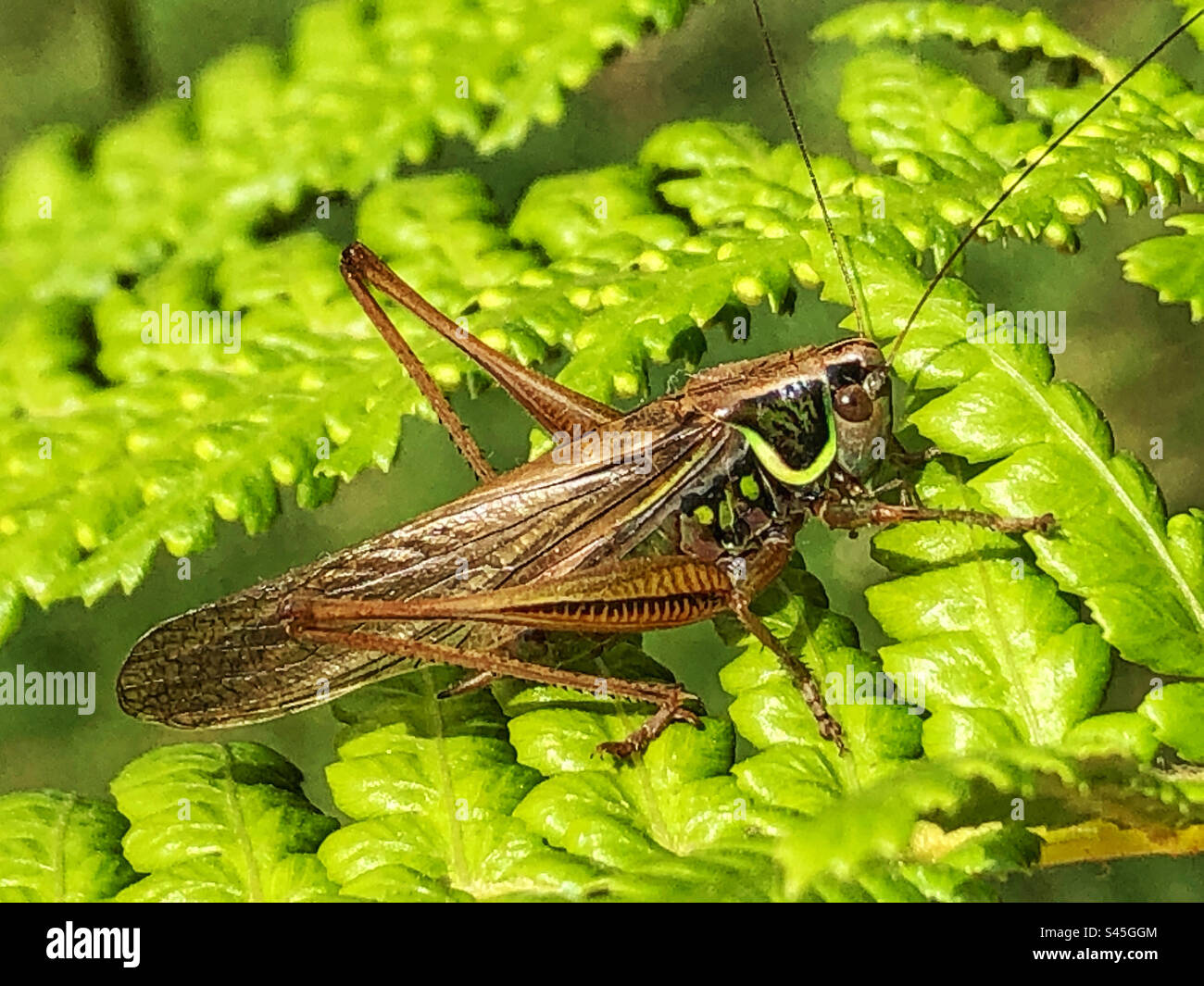 Criceto dei cespugli di Roesel (Metrioptera roeselii) trovato nell'Hampshire, Regno Unito - Immagine stock catturata con smartphone