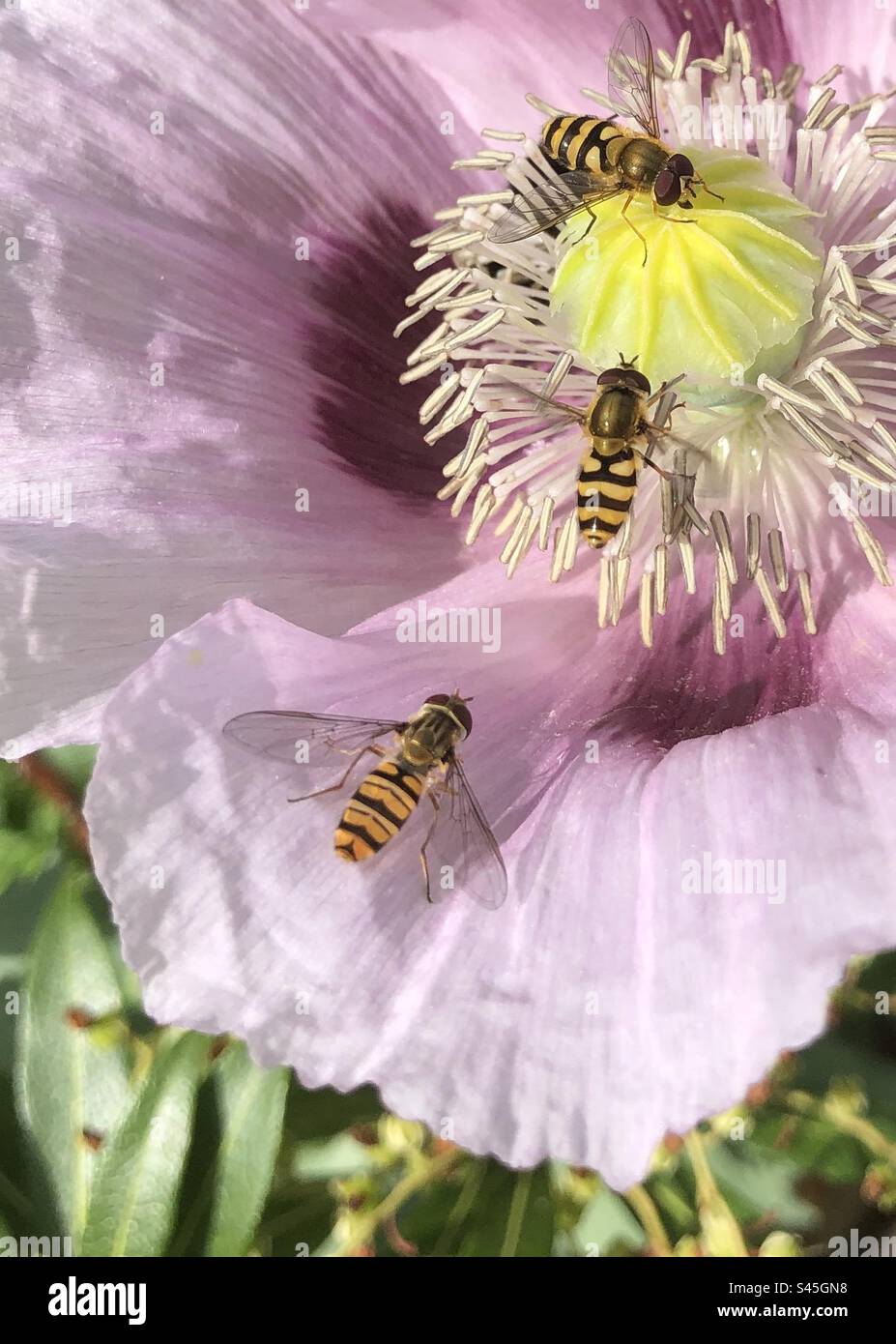 Hoverflies che si nutrono di un fiore di papavero orientale in estate. Luglio nel Regno Unito Foto Stock