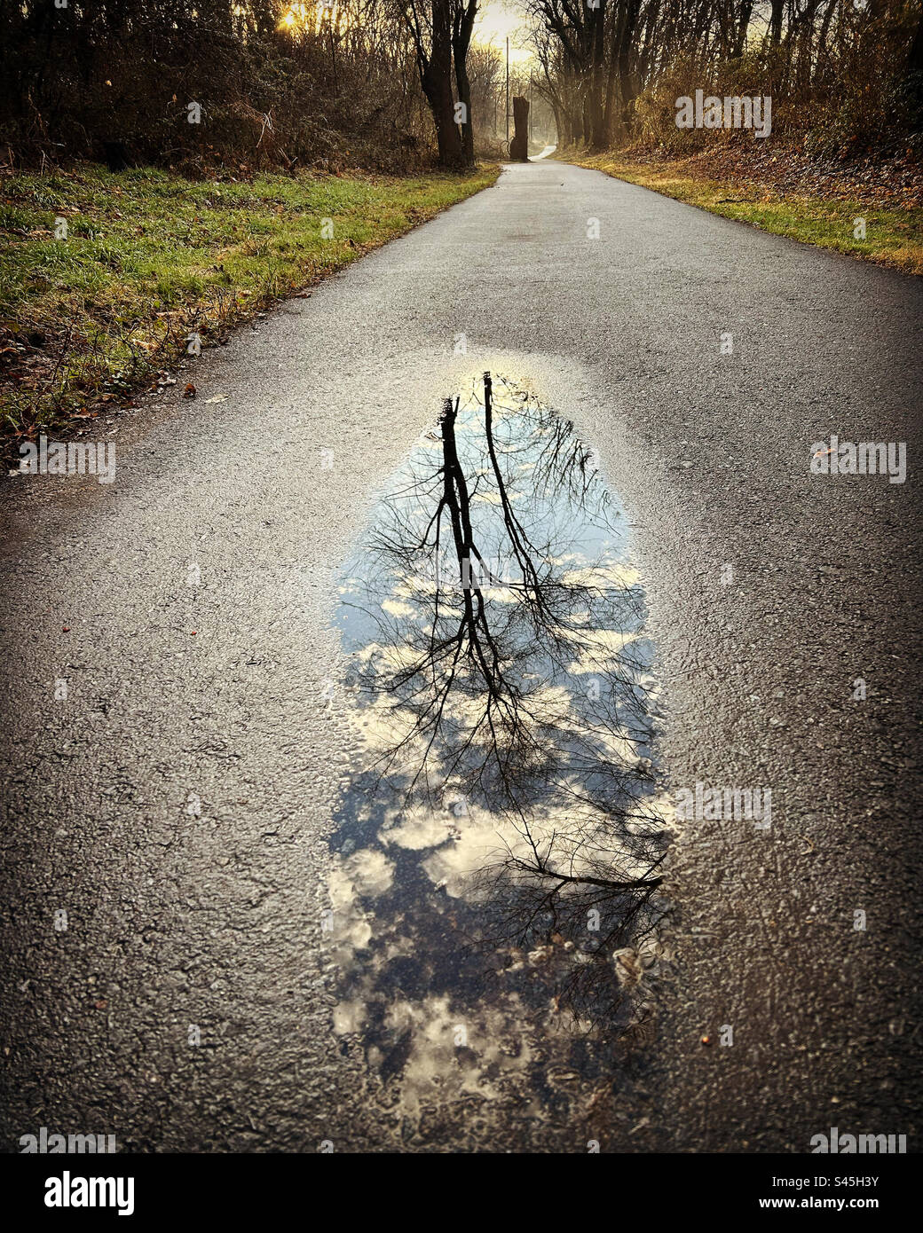 Riflesso degli alberi attraverso una pozzanghera sul passaggio pedonale. Foto Stock