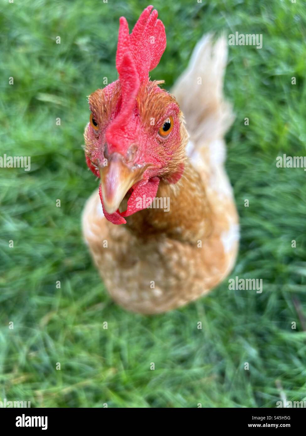 Pollo in una fattoria in Cumbria che guarda la macchina fotografica Foto Stock