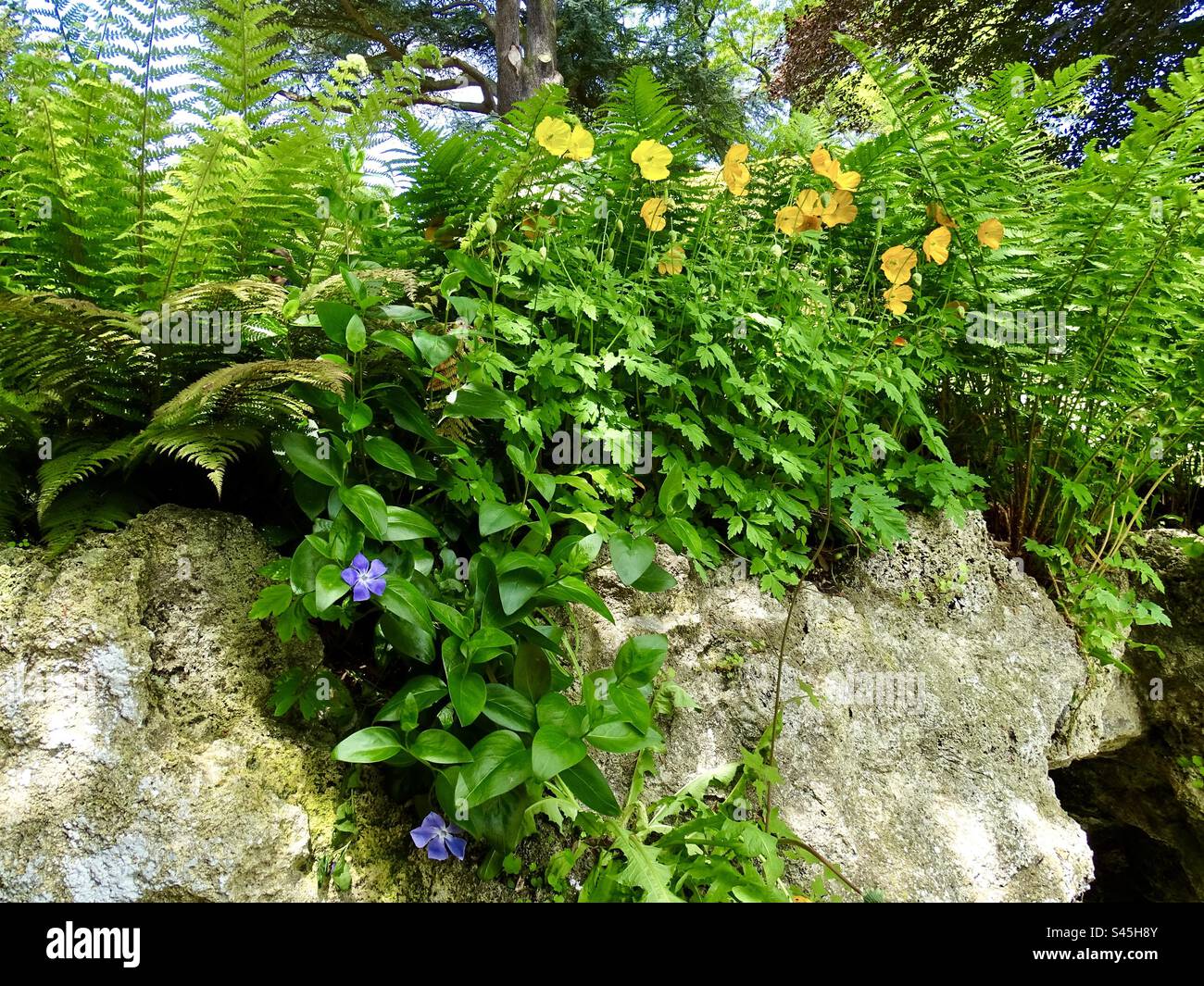 Bellissimi fiori su una sporgenza rocciosa in un giardino Foto Stock