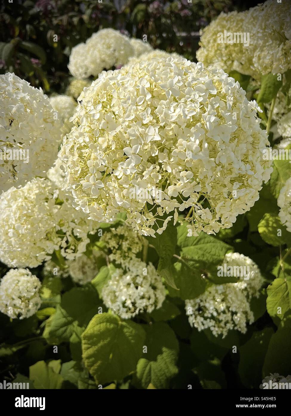 Hydrangea arborescens Annabelle Foto Stock