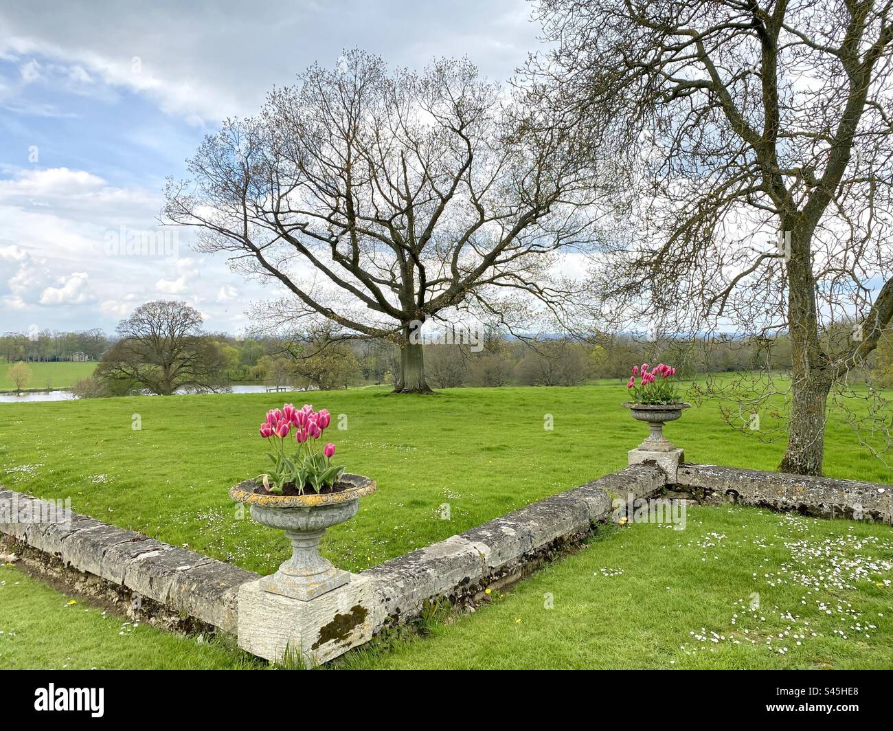 Vista panoramica di un parco in primavera in Inghilterra con piantatrici di pietra con splendidi tulipani rosa Foto Stock