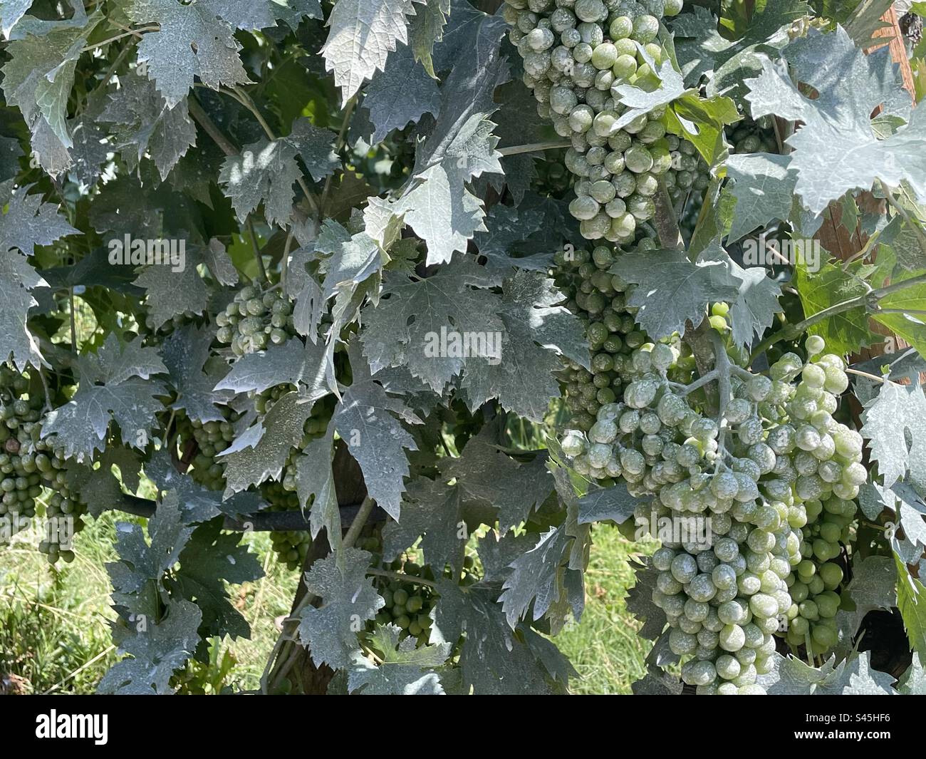 Uva ricoperta di polvere di pietra come protezione termica, Valpolicella, Veneto, Italia Foto Stock