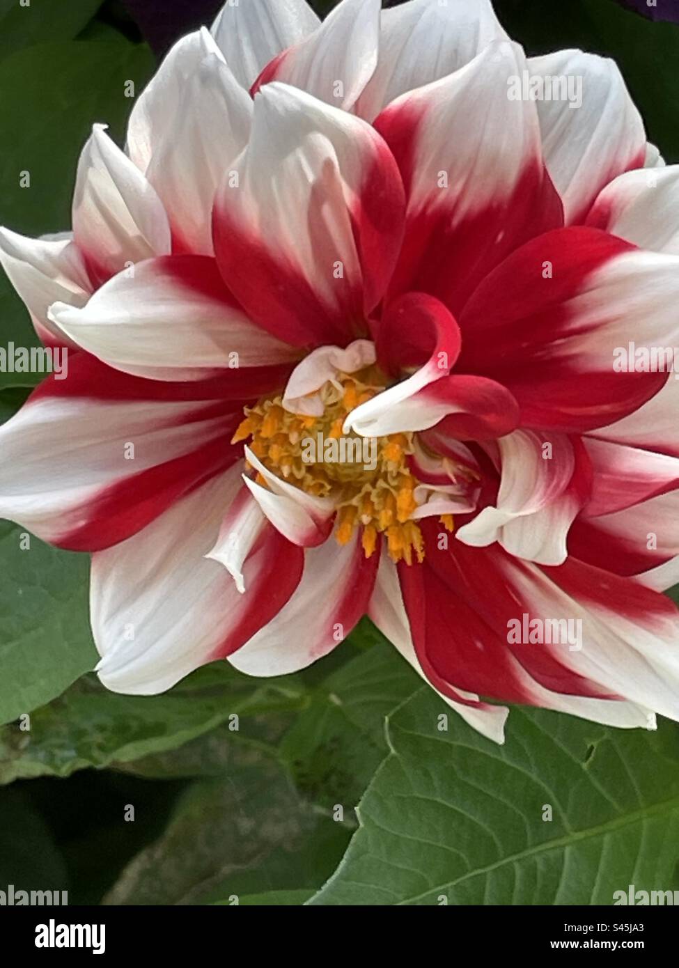 La coloratissima dahlia con vortici e ricci di rosso e bianco Foto Stock