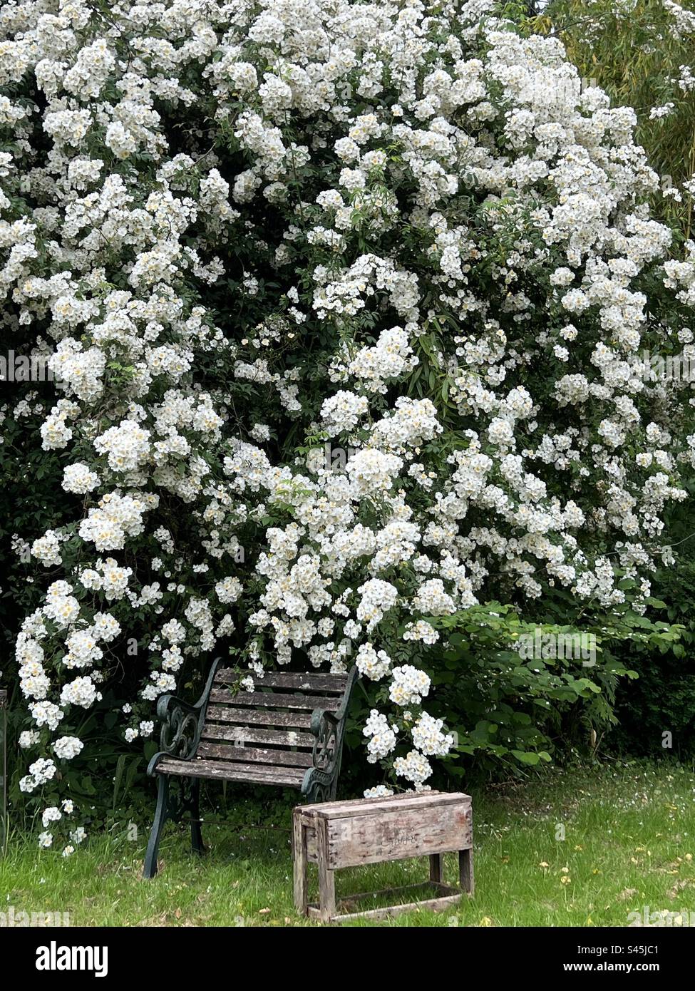 Splendidi gruppi di bellissimi fiori bianchi di rosa "Rettore rambling" in piena fioritura Foto Stock