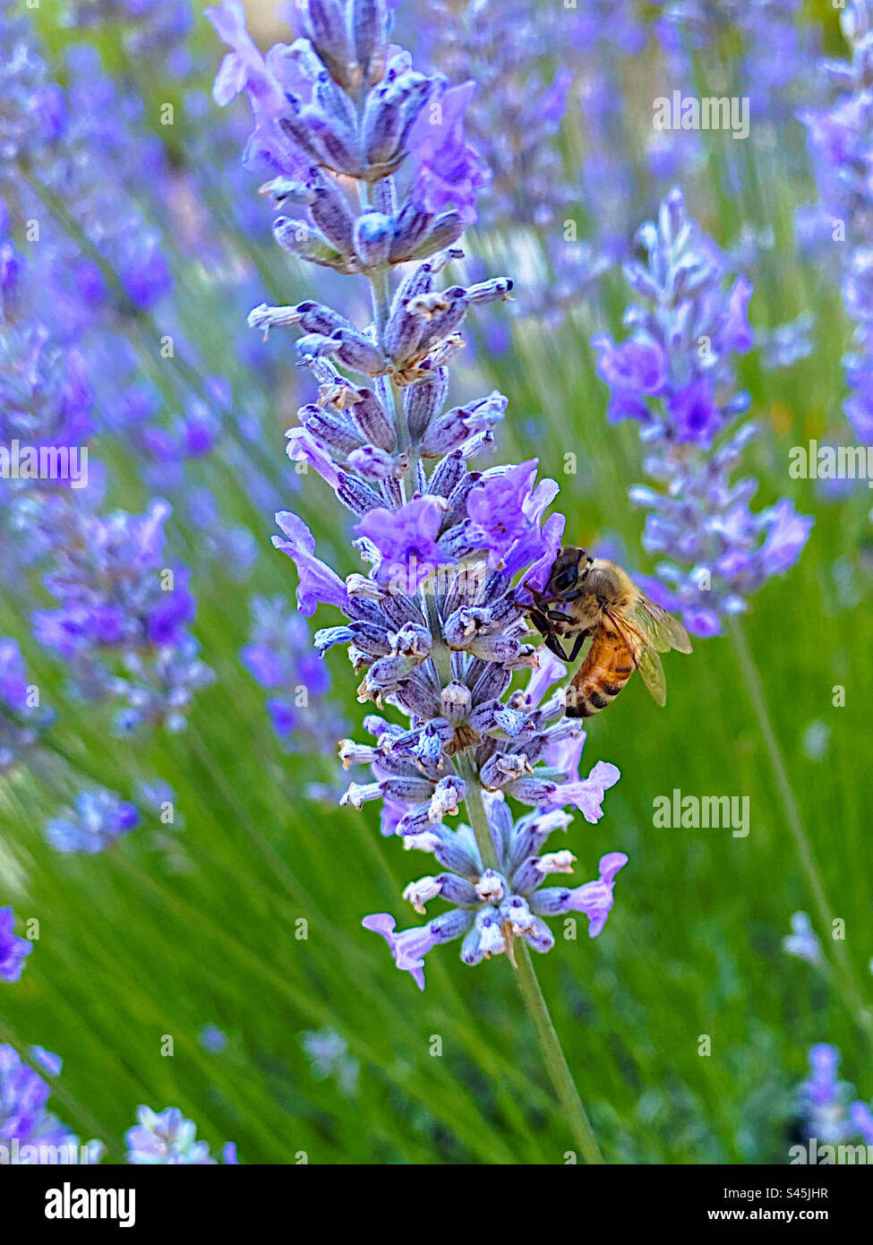 Il mielato è in cerca di fiori di lavanda Foto Stock