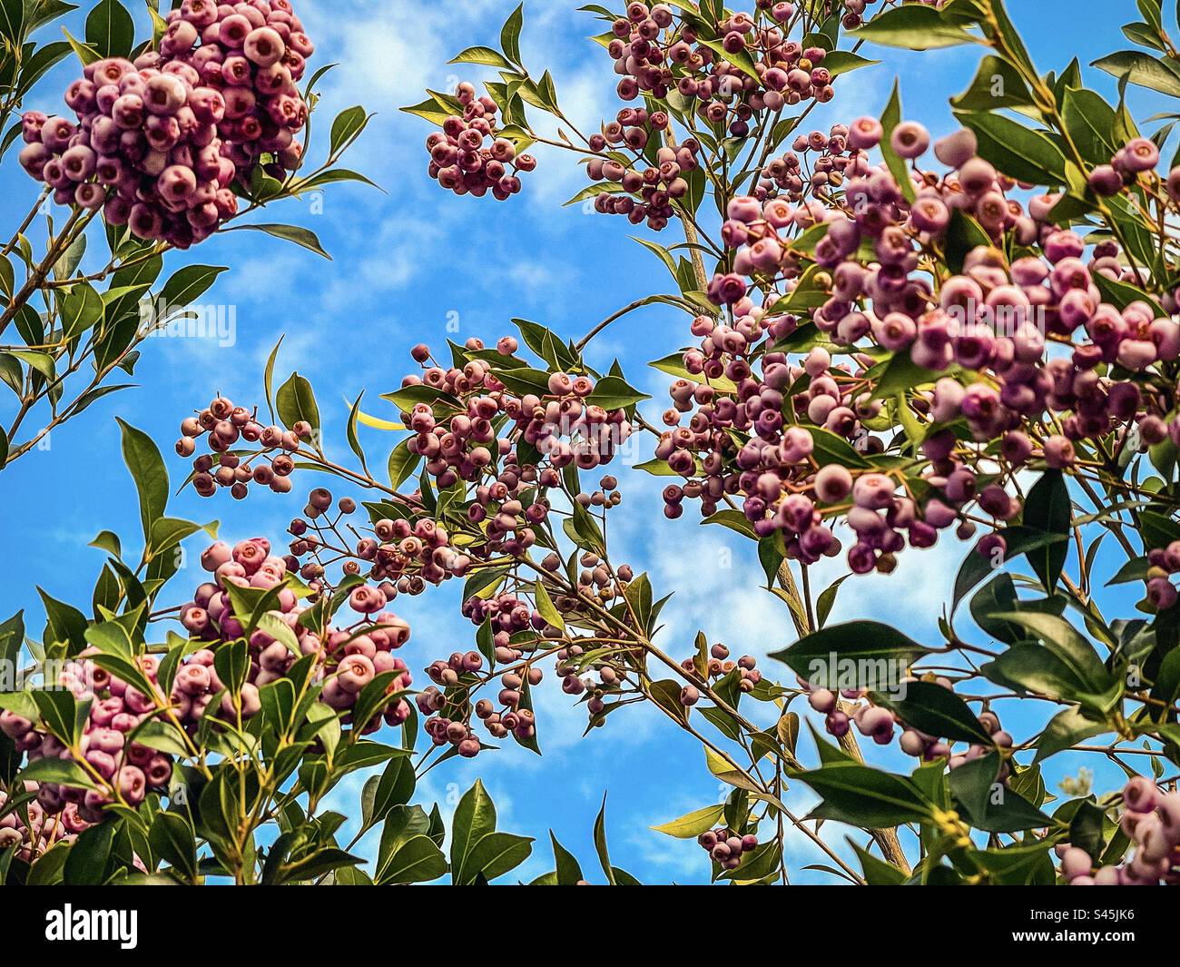 Vista dall'angolo basso delle bacche pilly di lilly commestibili di arbusto Syzygium smithii, una pianta australiana autoctona sempreverde, contro il cielo blu con le nuvole. Cibo e cucina tradizionale. Bacca medicinale. Foto Stock