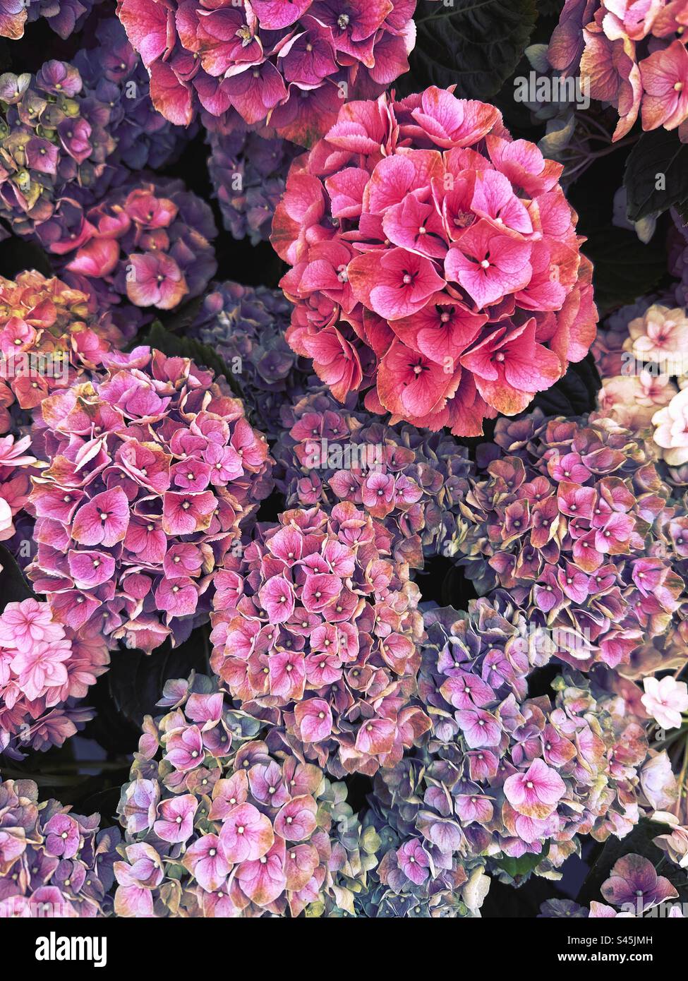 Rosa fiori di ortensie - Immagine stock catturata con smartphone