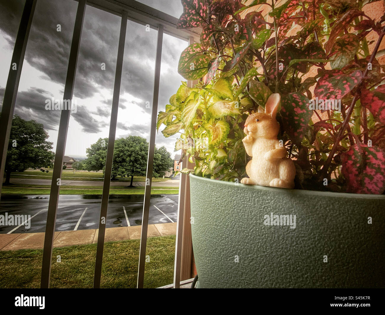 Una pentola di coleo e ipoesti con paletto decorativo di coniglio. Preso da un balcone di condominio dopo una tempesta. Foto Stock
